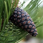 Avatar Pinus